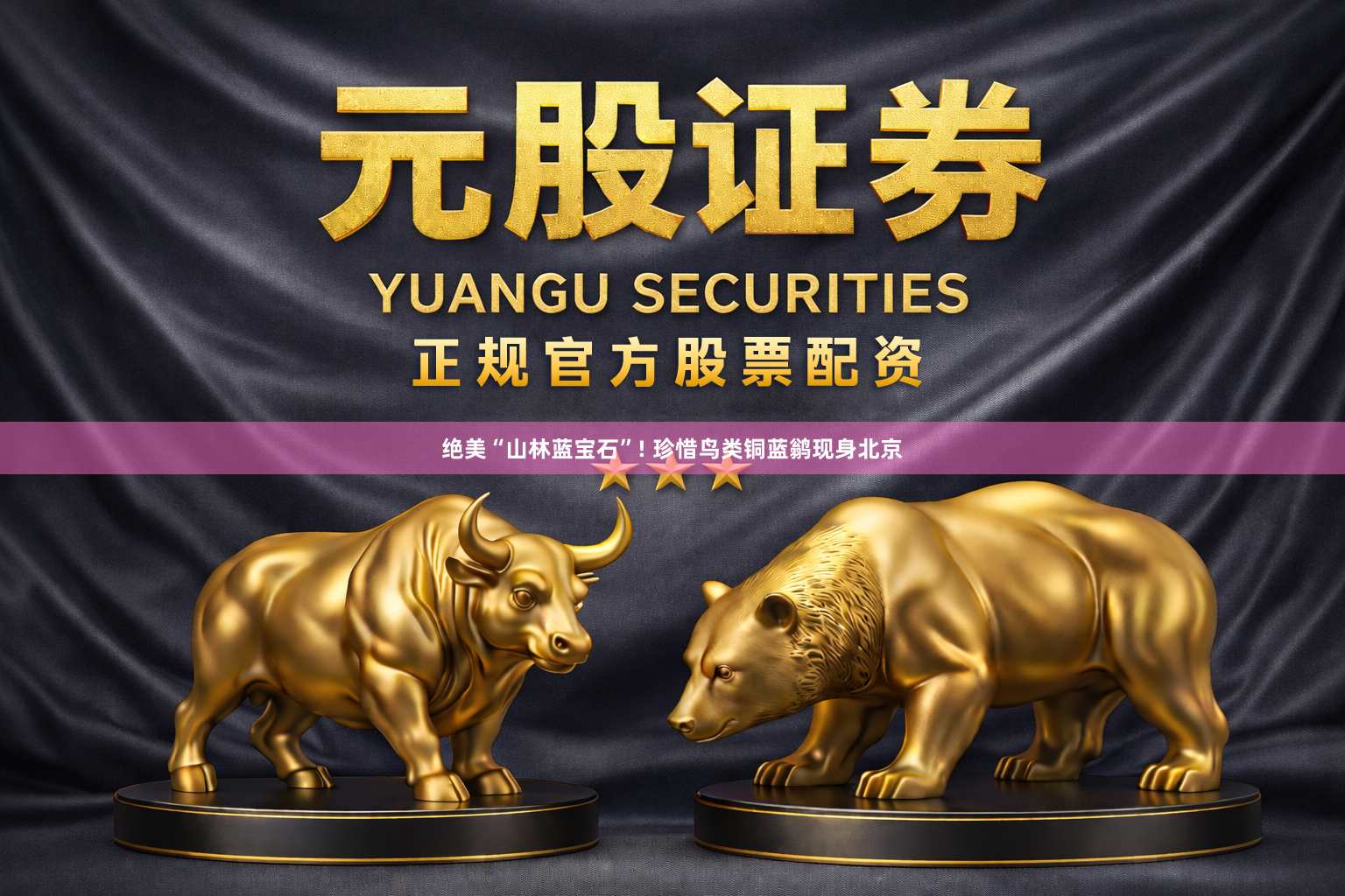 绝美“山林蓝宝石”! 珍惜鸟类铜蓝鹟现身北京